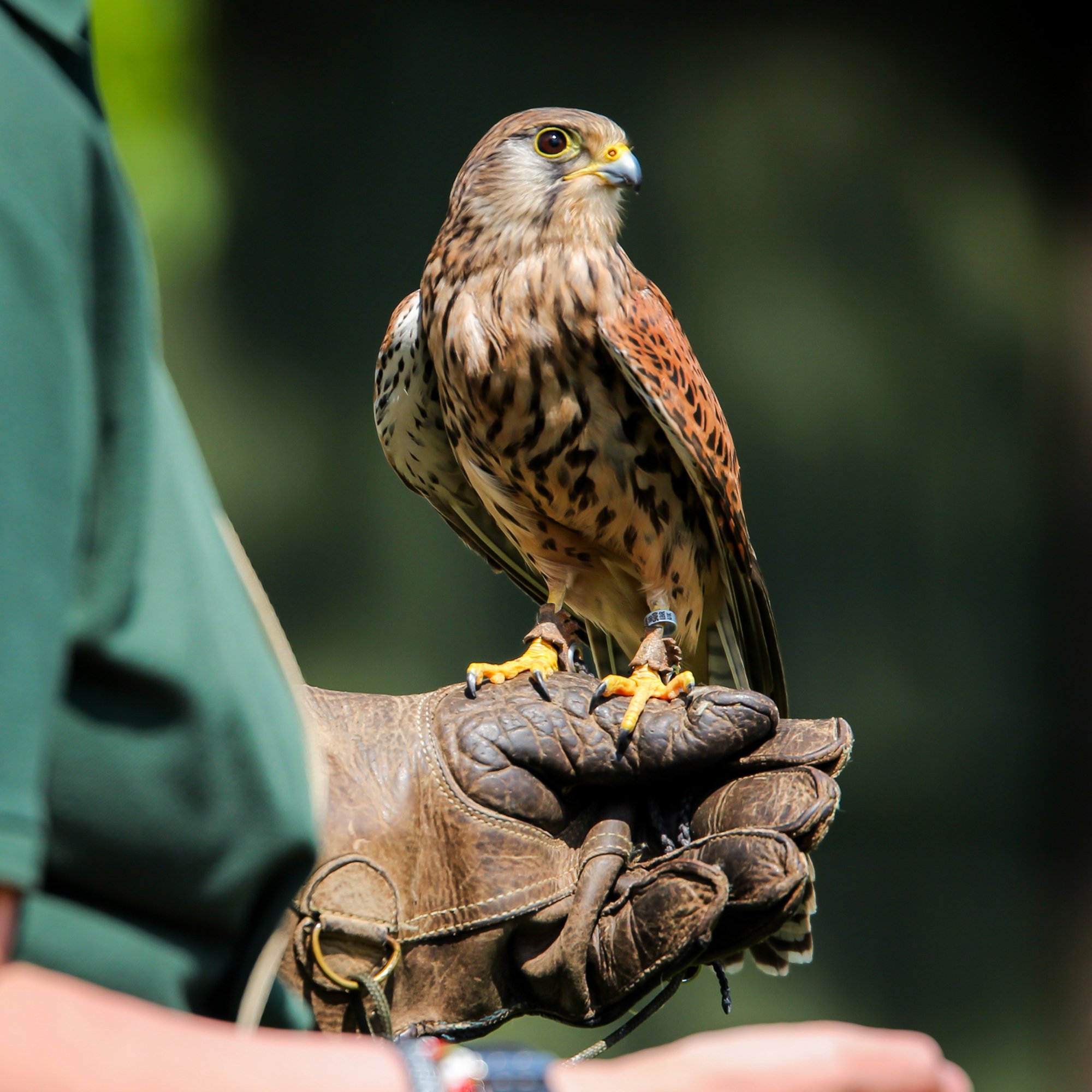 Animal Encounters Gift Experience Choice