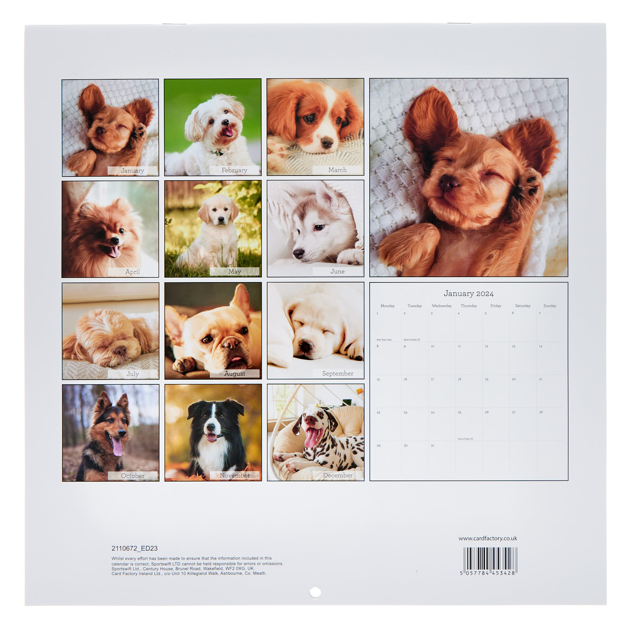 Dogs 2024 Square Calendar