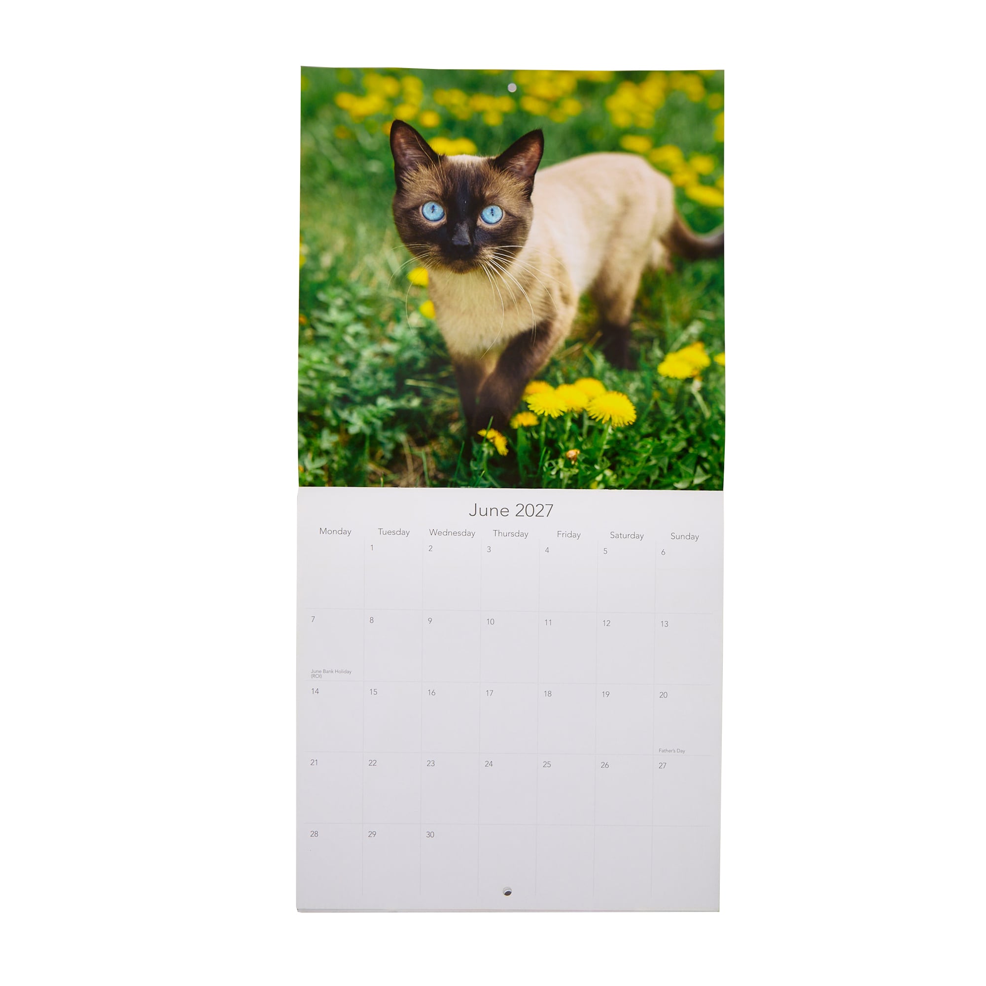 Cats & Kittens 2027 Square Wall Calendar 