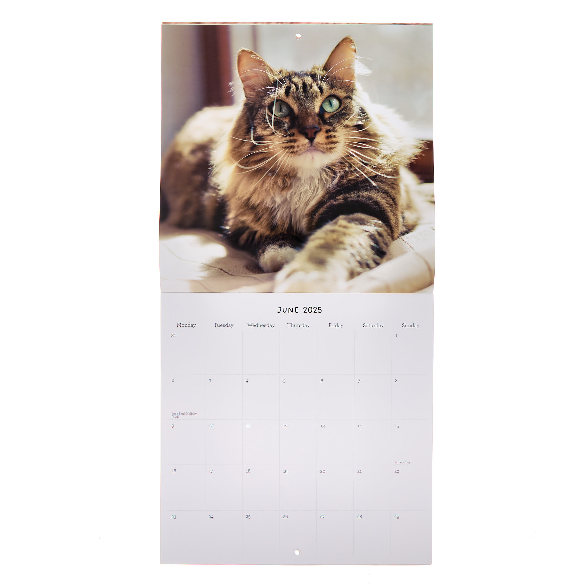 Buy Cats 2025 Square Calendar for GBP 2.99 Card Factory UK
