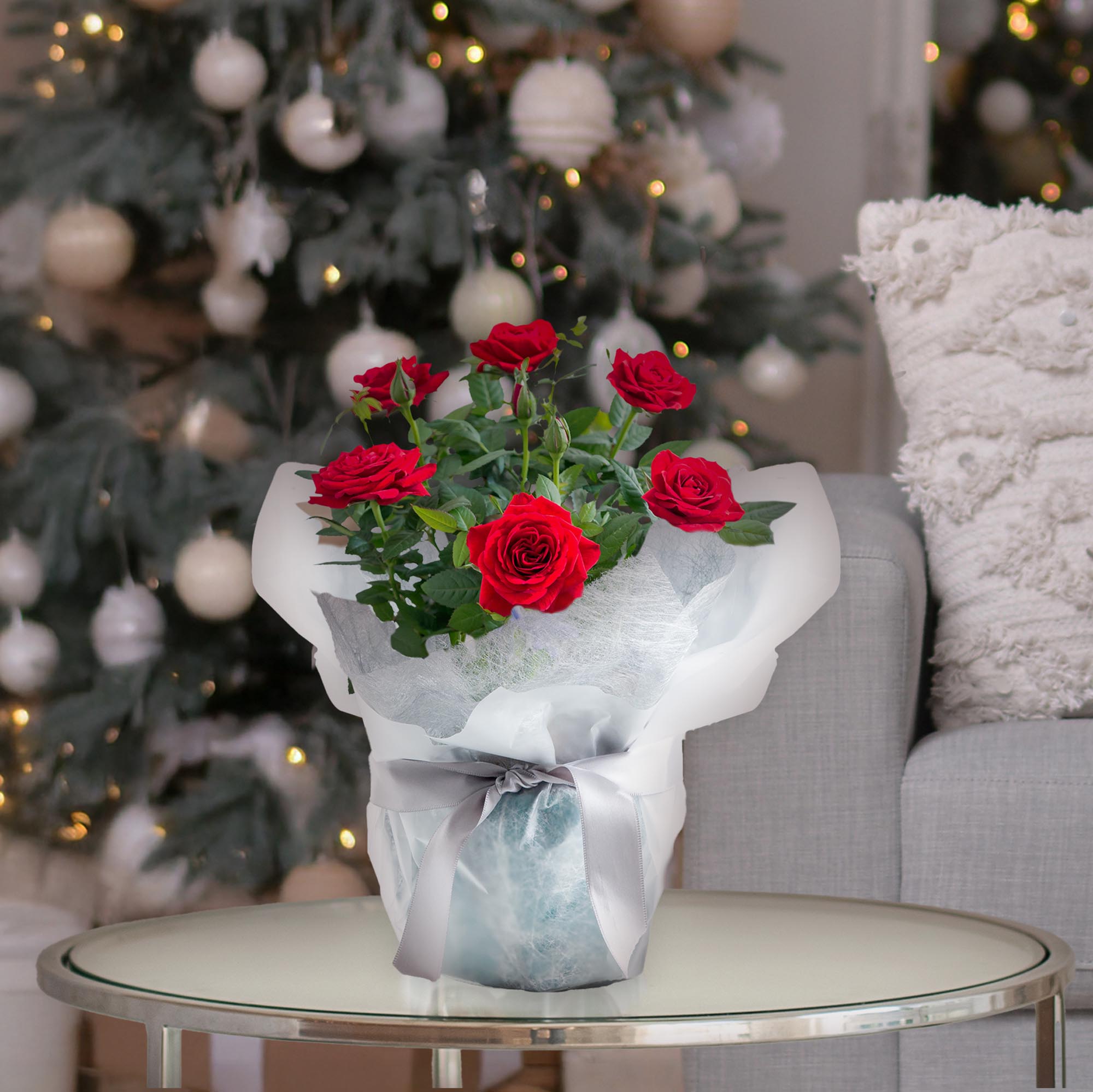 Blossoming Gifts Red Rose Plant