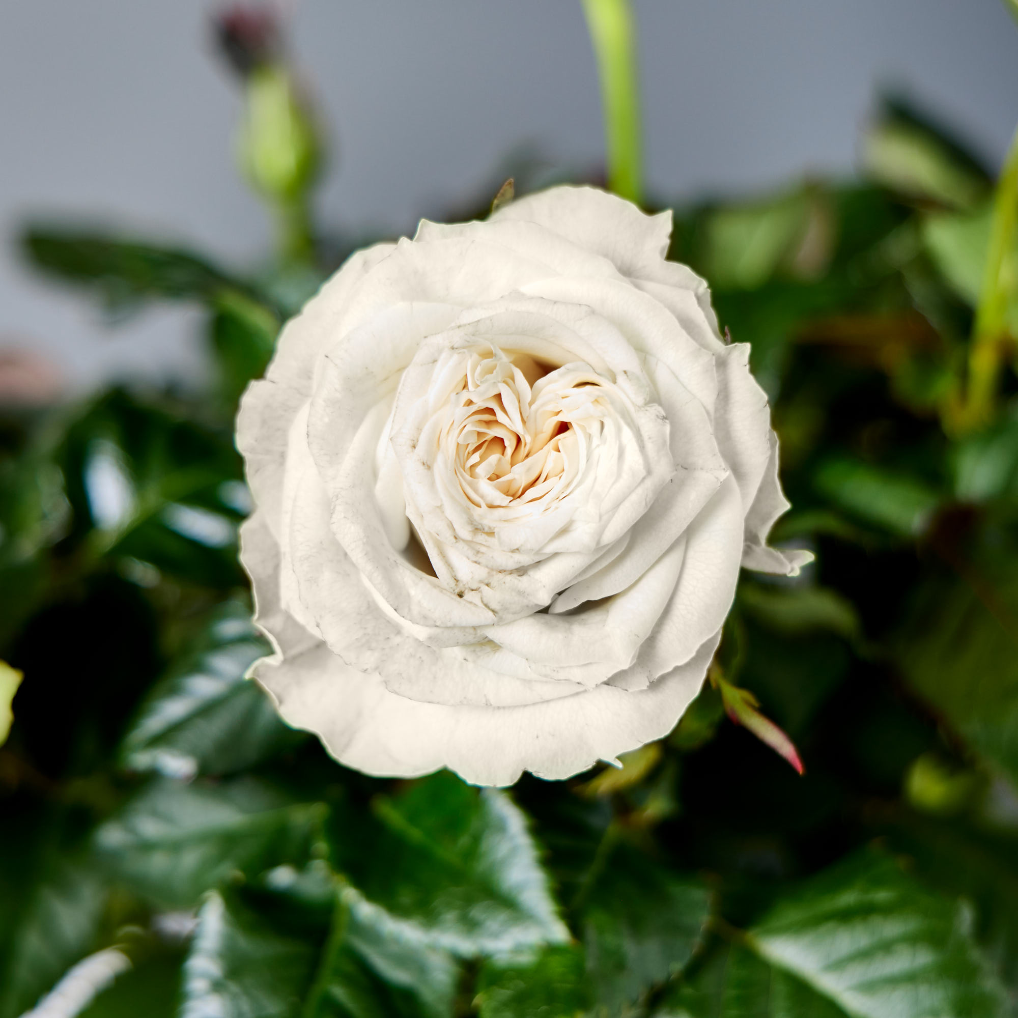 Blossoming Gifts White Rose Plant - Free Delivery!