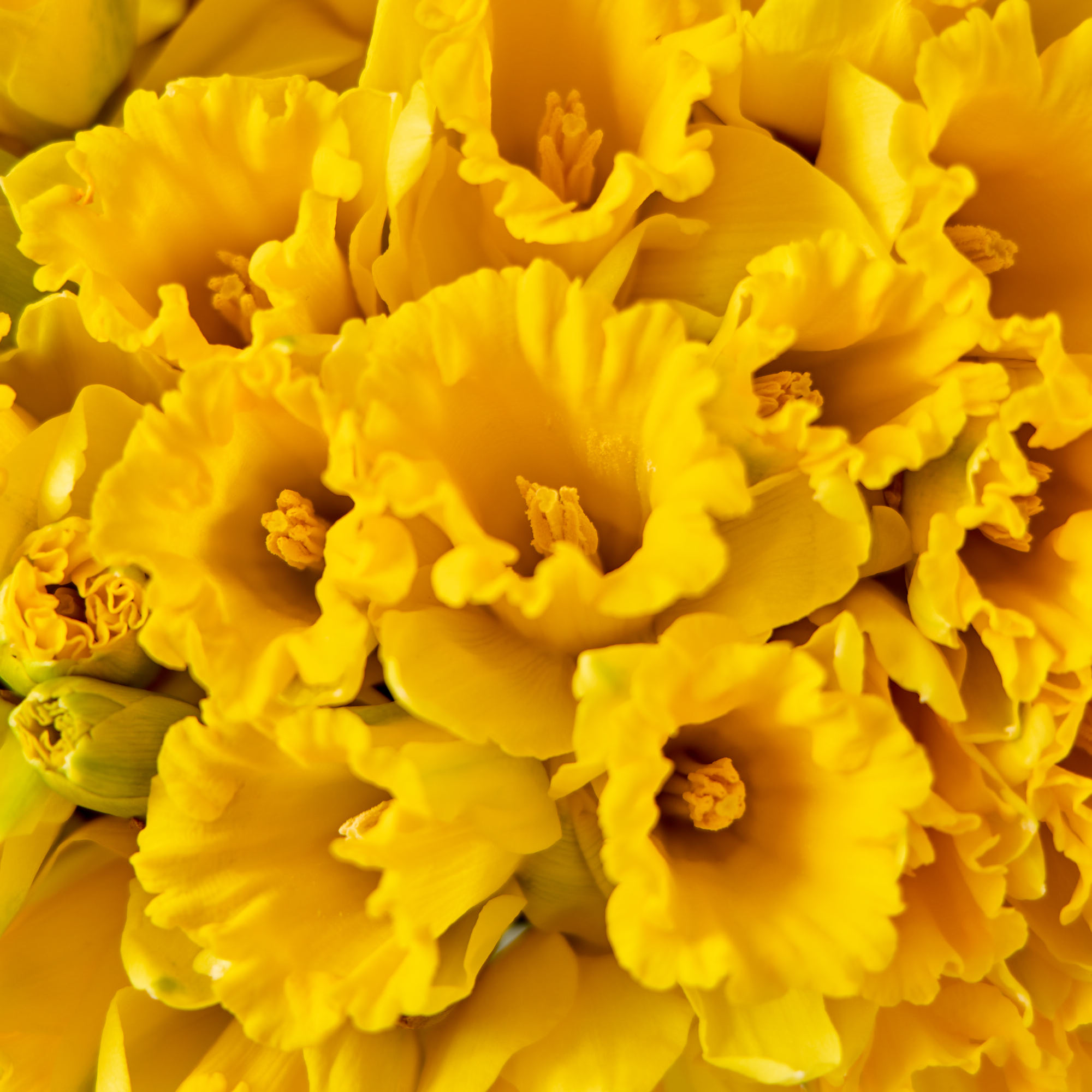 Blossoming Gifts 100 Spring Daffodils Flower Bouquet - Free Delivery!