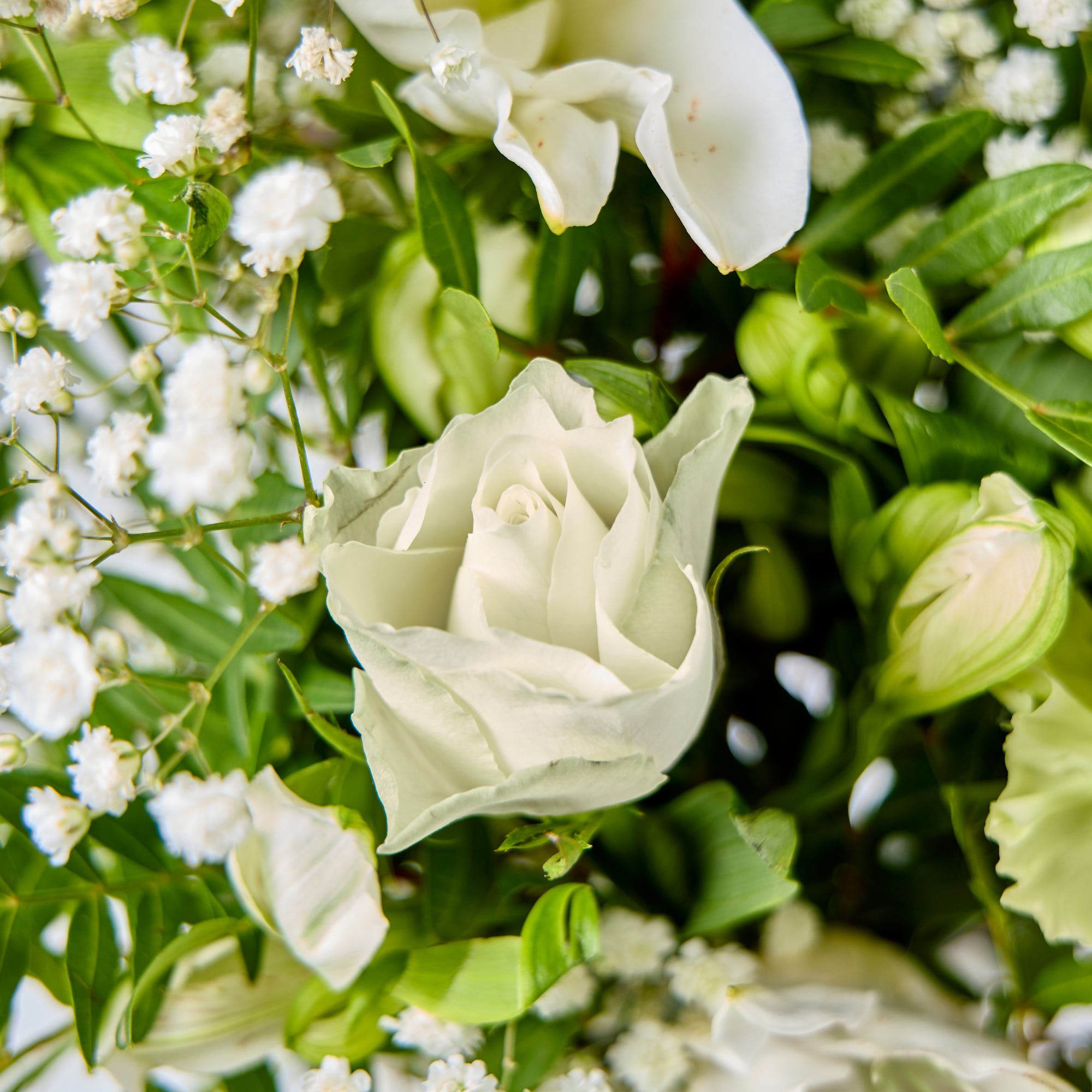 Blossoming Gifts Serenity Letterbox Flower Bouquet - Free Delivery!