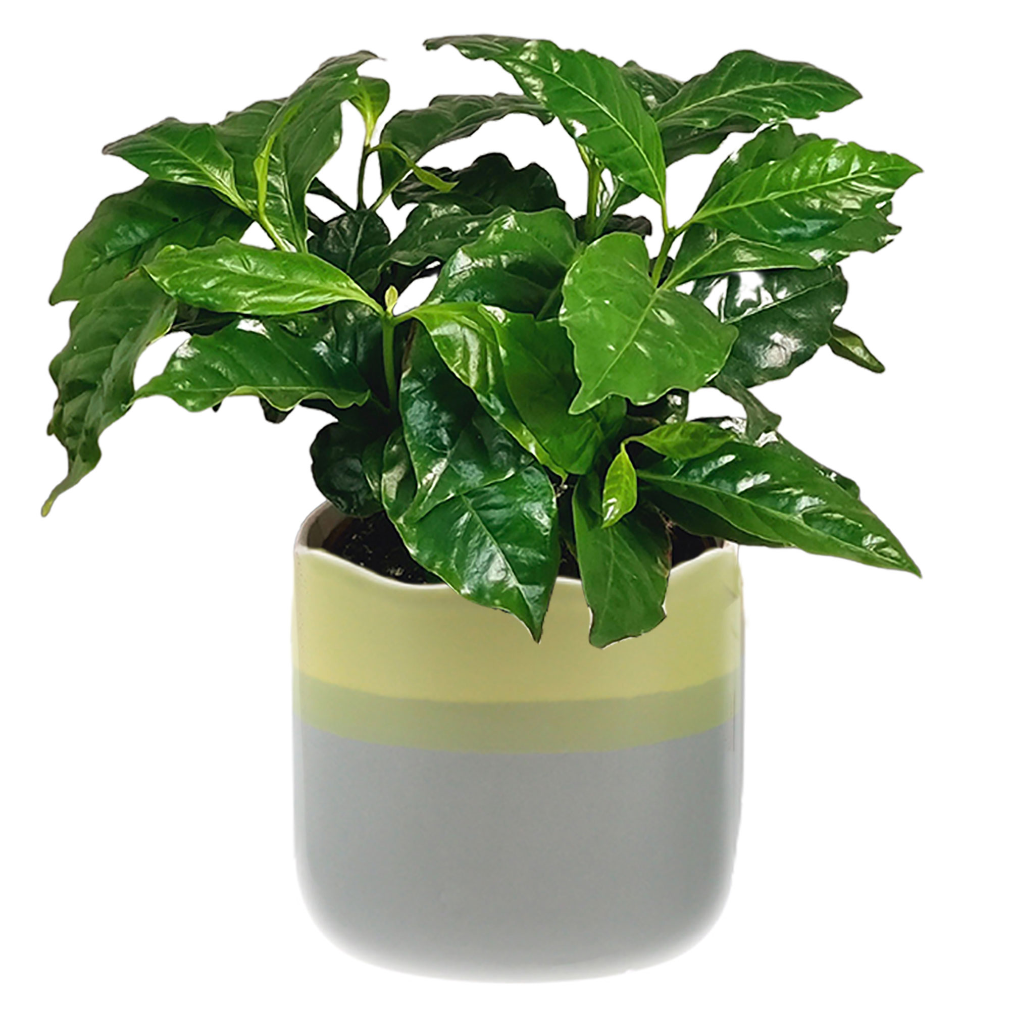 Coffee Houseplant In A Pot - Free Delivery!