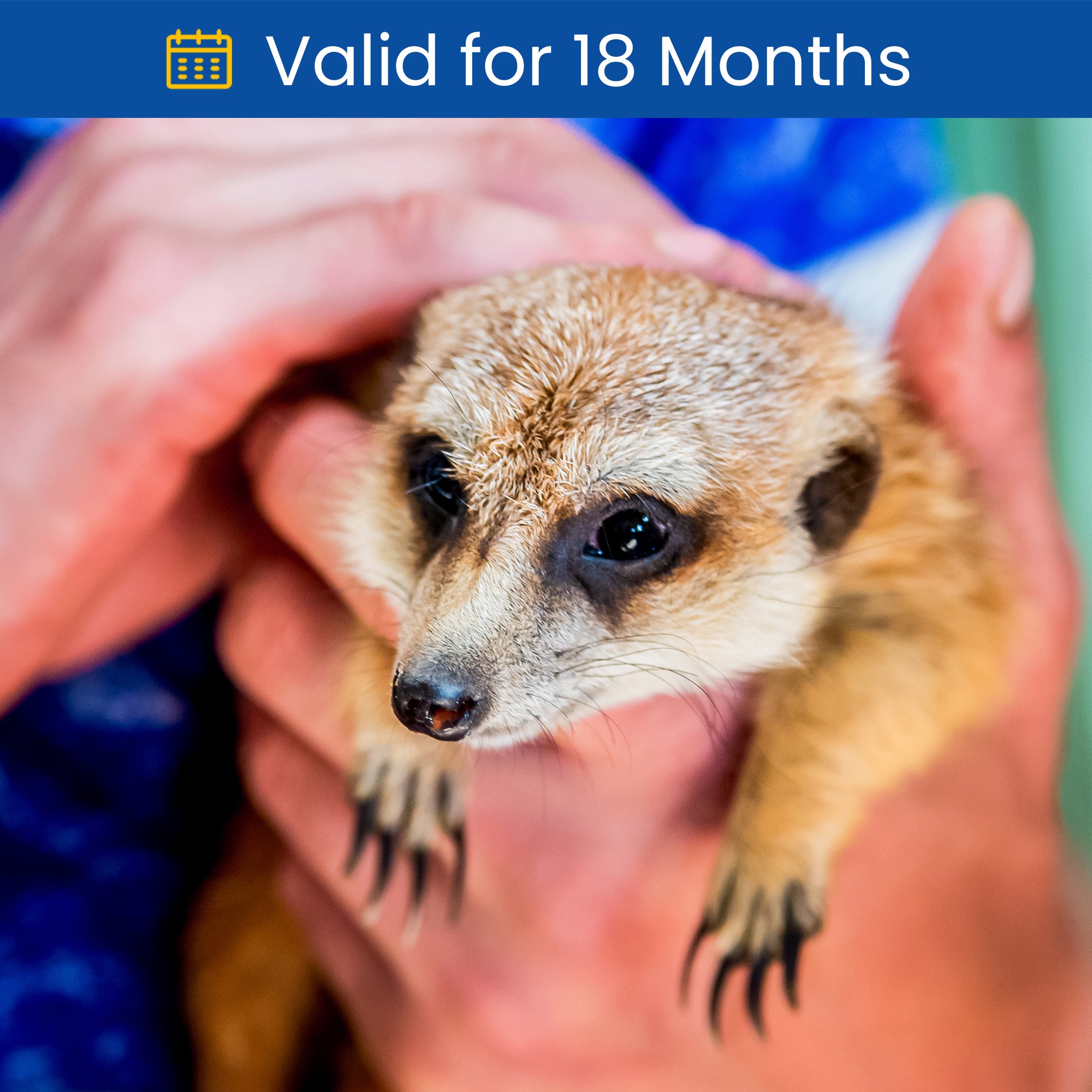 Buy Animal Encounters Gift Experience Day for GBP 99.00 Card Factory UK