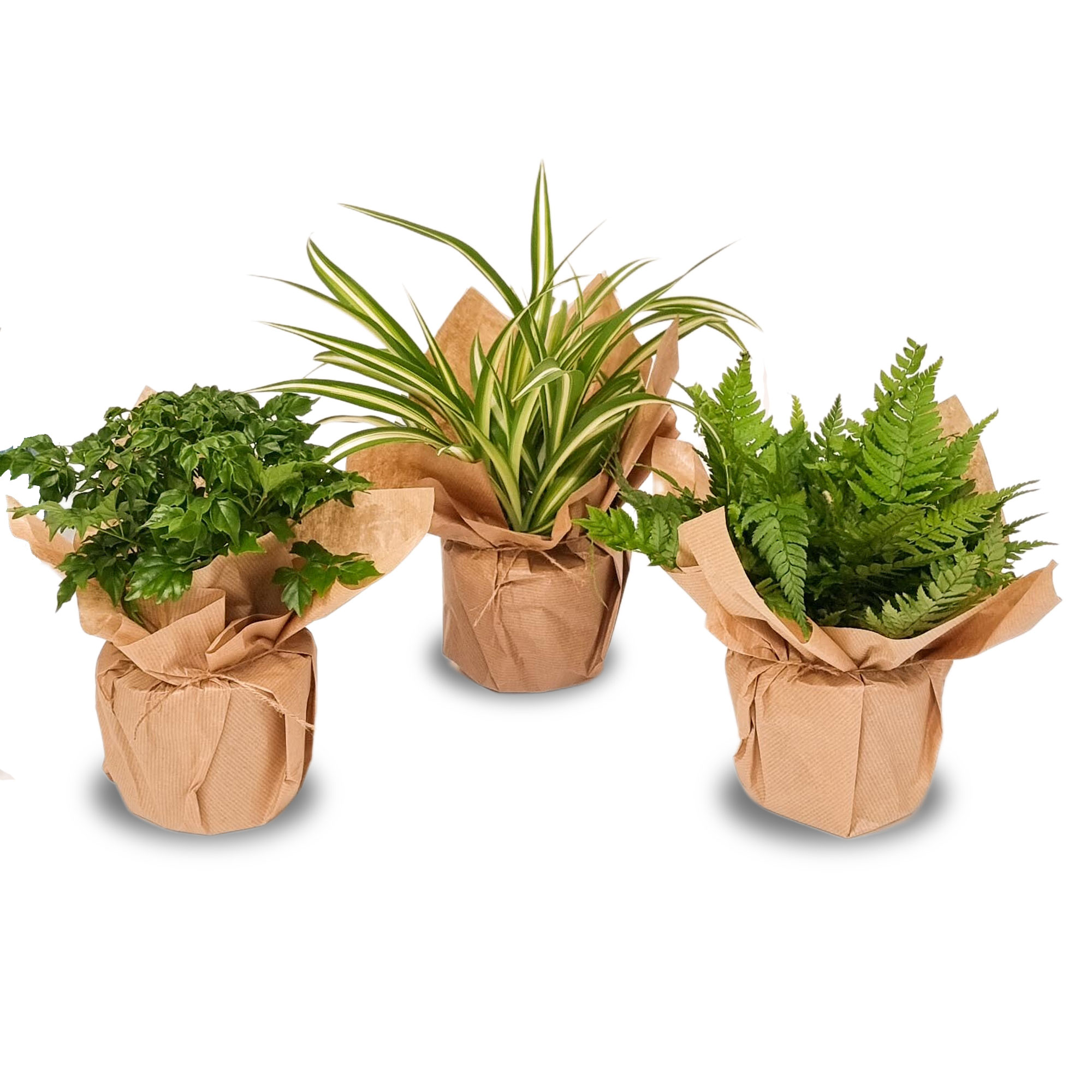 The Beginners Houseplant Bundle - Free Delivery!