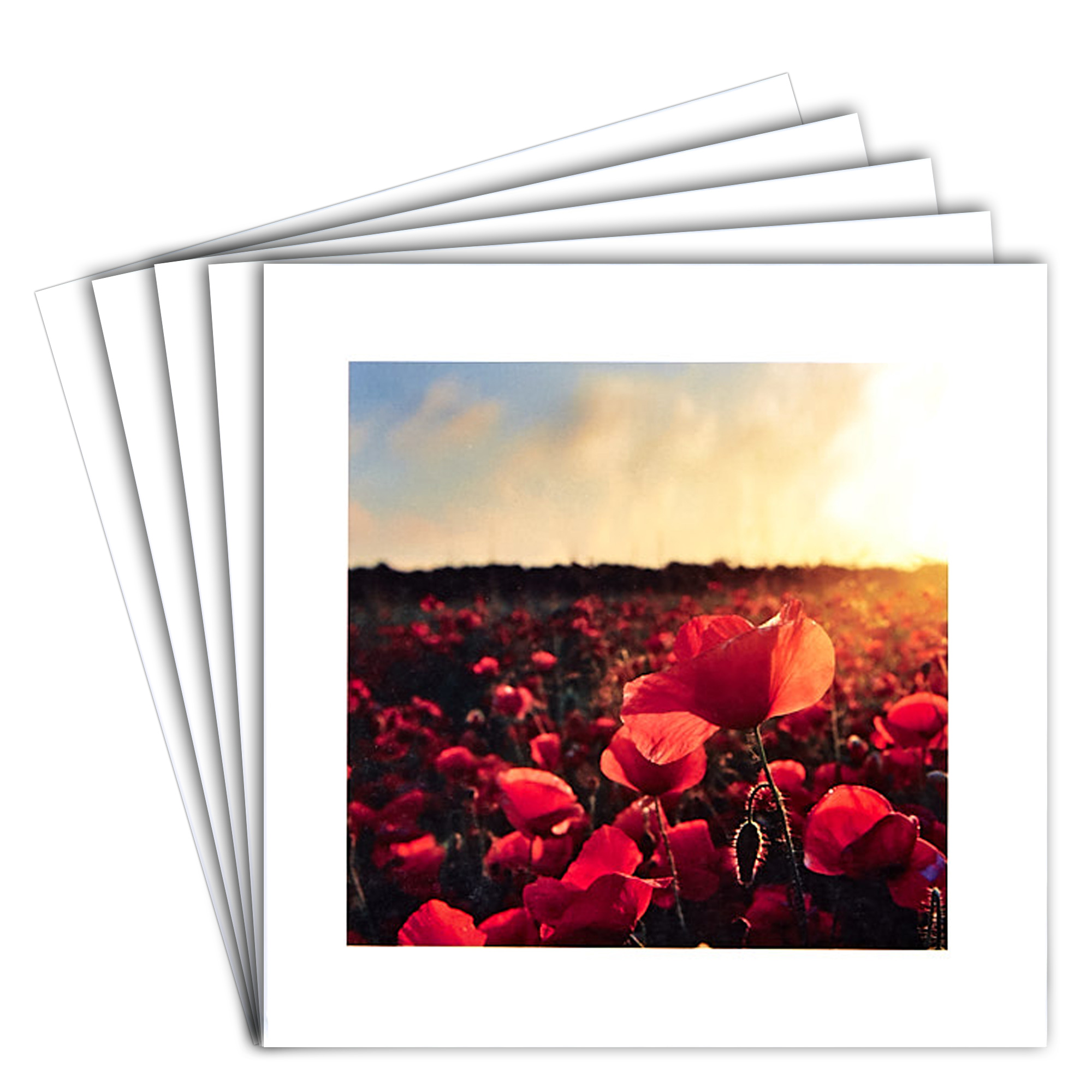 12 Blank Cards - Poppy Field