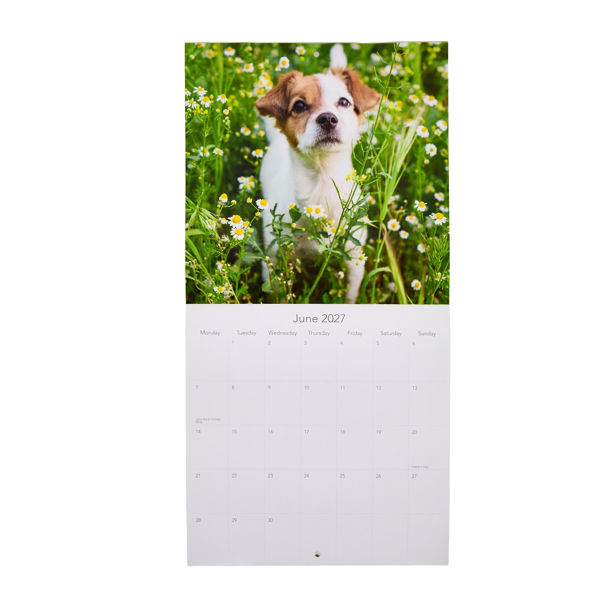 Dogs & Puppies 2027 Square Wall Calendar 