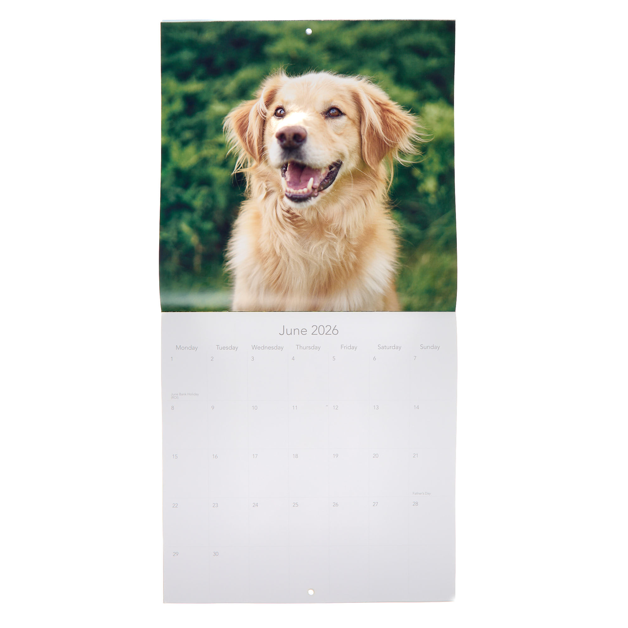 Dogs & Puppies 2026 Square Wall Calendar