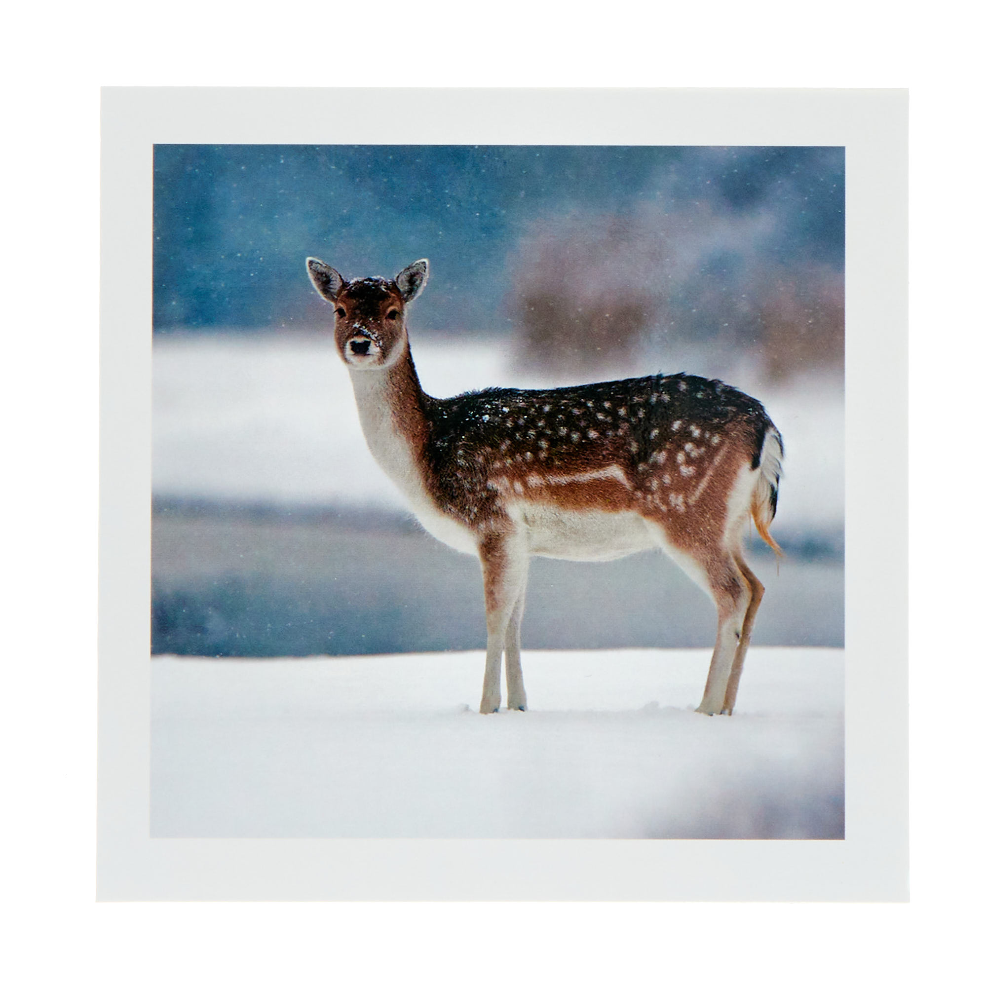18 Charity Christmas Cards - Deer & Robin (2 Designs)