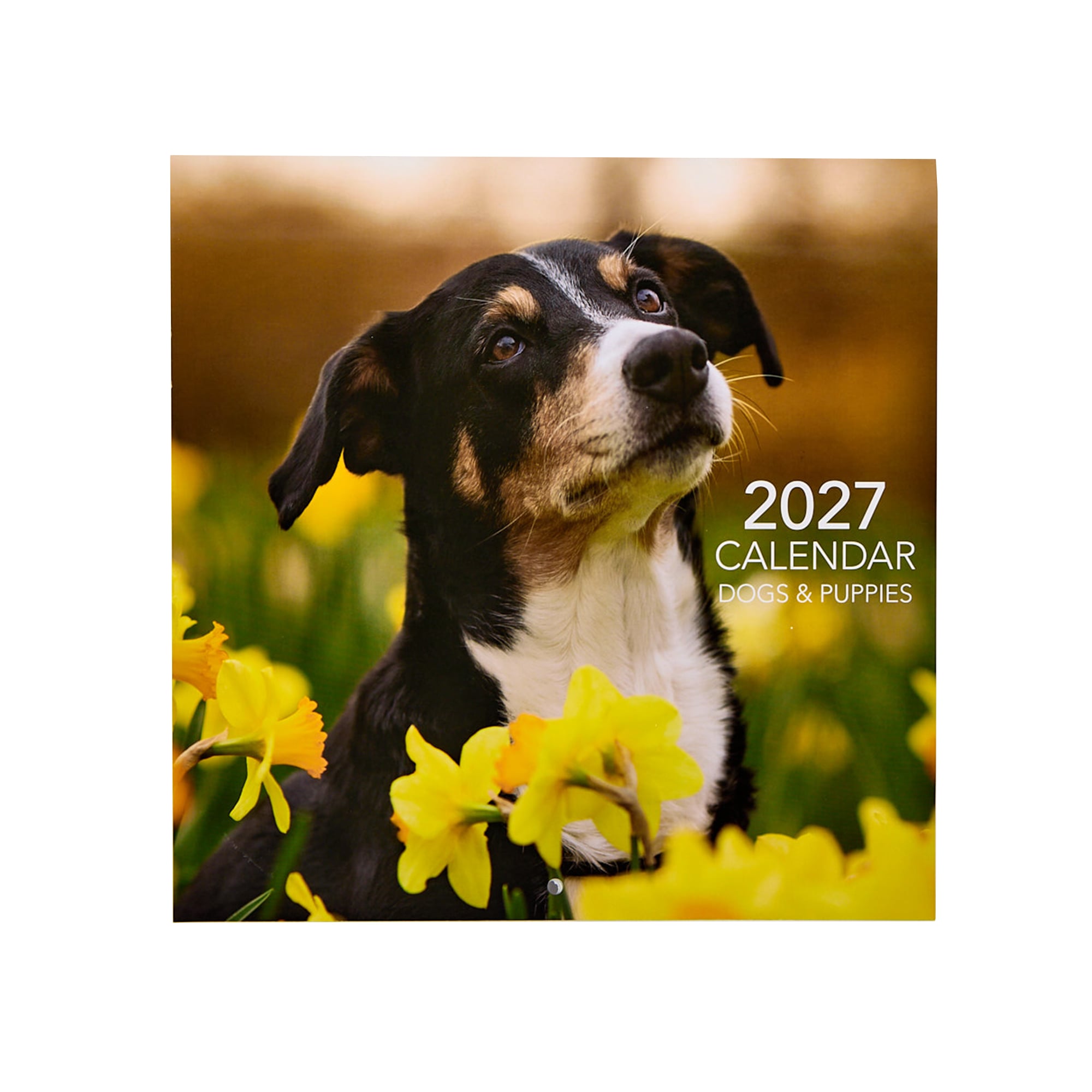 Dogs & Puppies 2027 Square Wall Calendar 