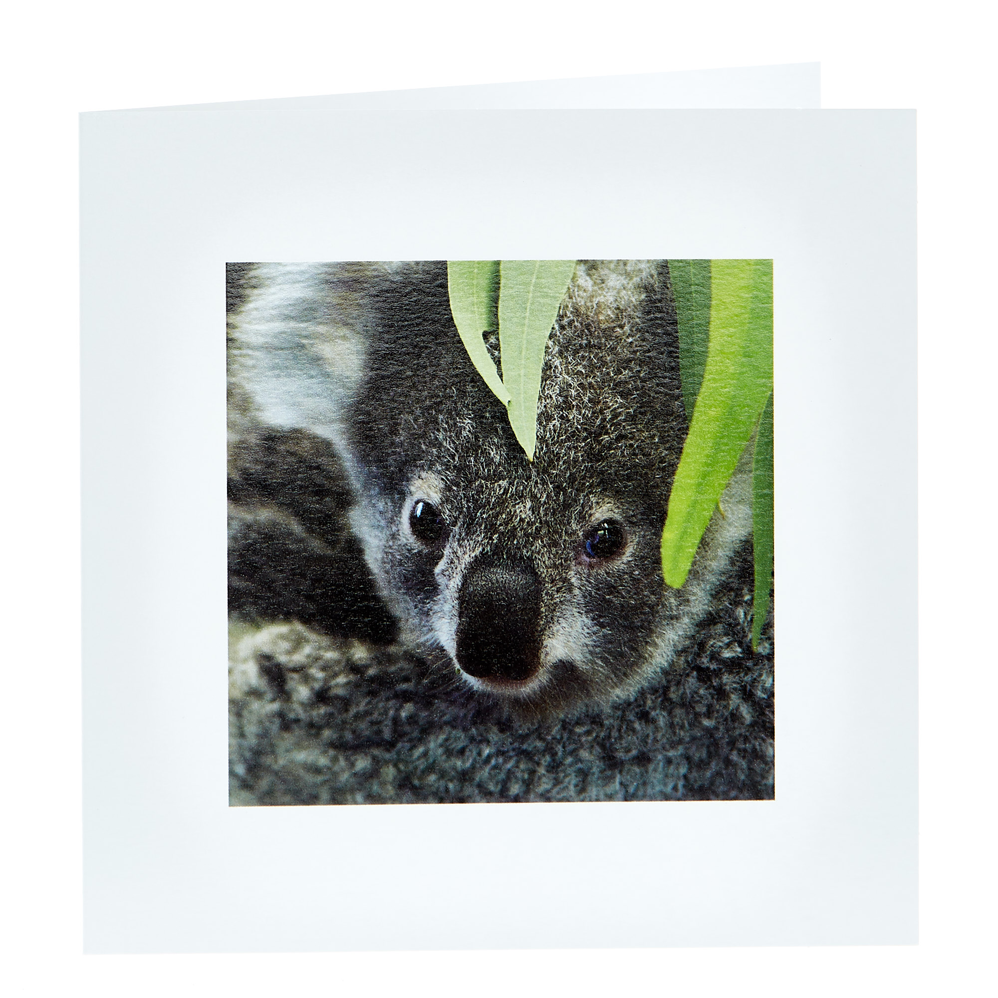 Any Occasion Card - Koala